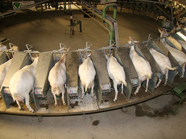 massimizzare-produttivita-vacche-da-latte-galline-parma