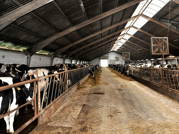 sistemi-di-ventilazione-stalle-allevamenti-bovini-parma